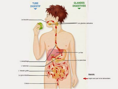 Sémiologie de l’appareil digestif