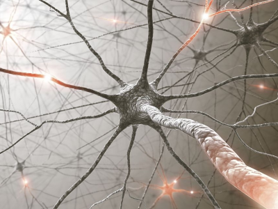 Organisation générale du système nerveux 1 : Le tissu Nerveux