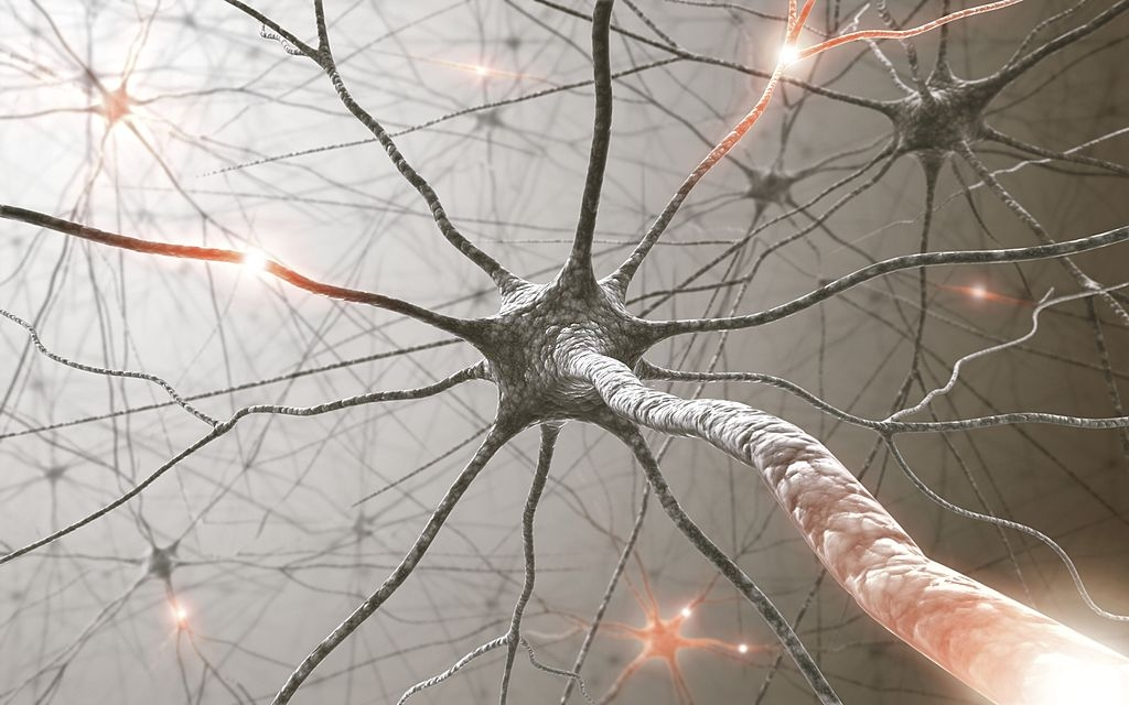 Organisation générale du système nerveux 1 Le tissu Nerveux